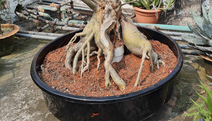 FRP Fiber Bowl/tub for Bonshai Tree